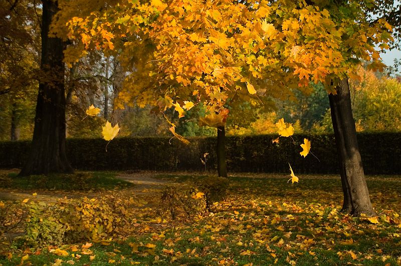 PICT0014.jpg - Park Brochowski - Wrocław