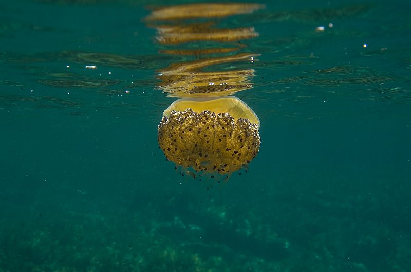 PICT0003.jpg - Chorwacja